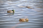 Great Falls_Ducks_2002-05